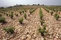 France 99 Ch N du P Vineyard